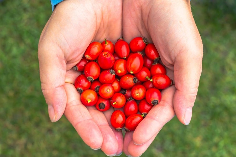 Naturaplaza Rozenbottel Stukjes Biologisch | Superfruits