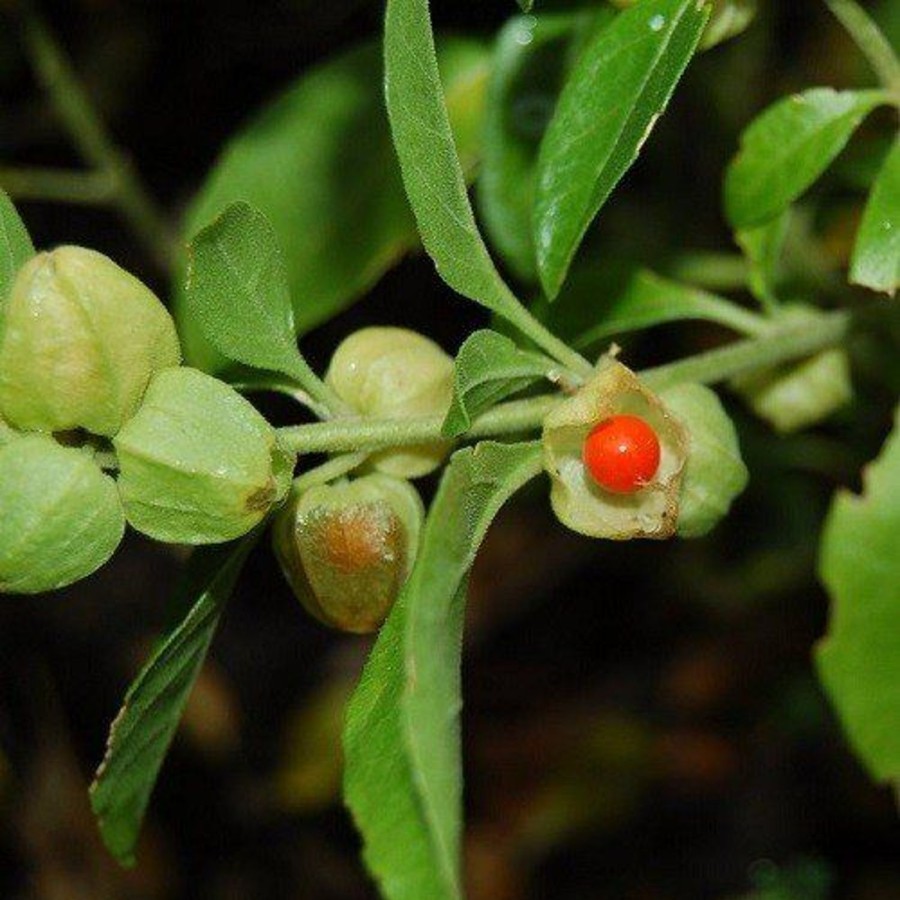 Naturaplaza Ashwagandha Poeder Biologisch | Ayurvedische Kruiden