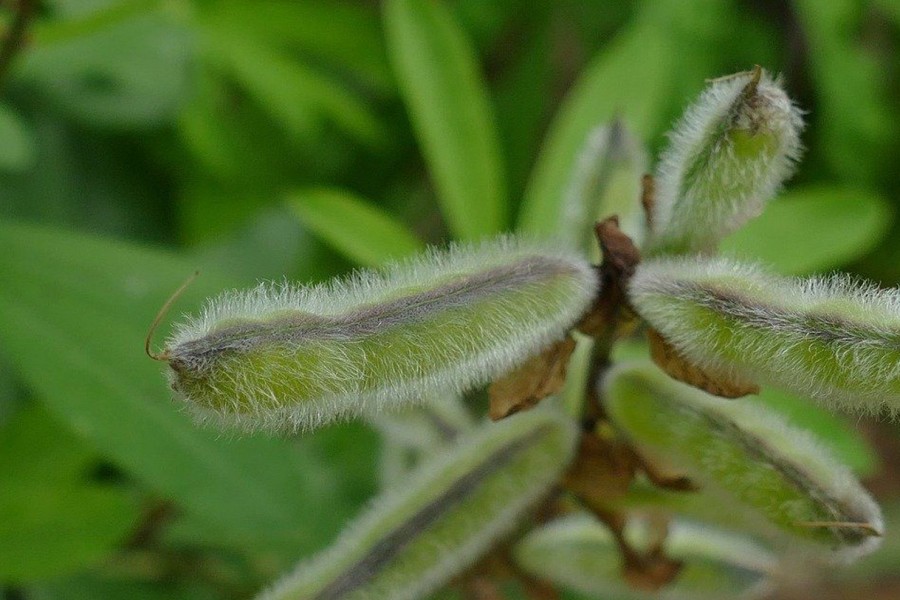 Naturaplaza Witte Bonen Medium Heel Biologisch | Supergreens