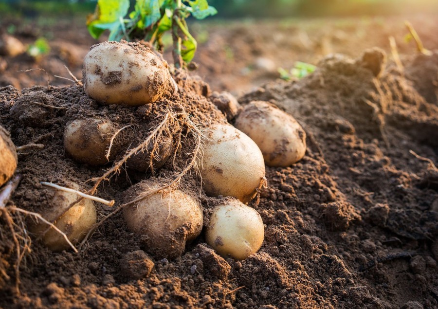 Naturaplaza Aardappel Vlokken Biologisch | Supergreens