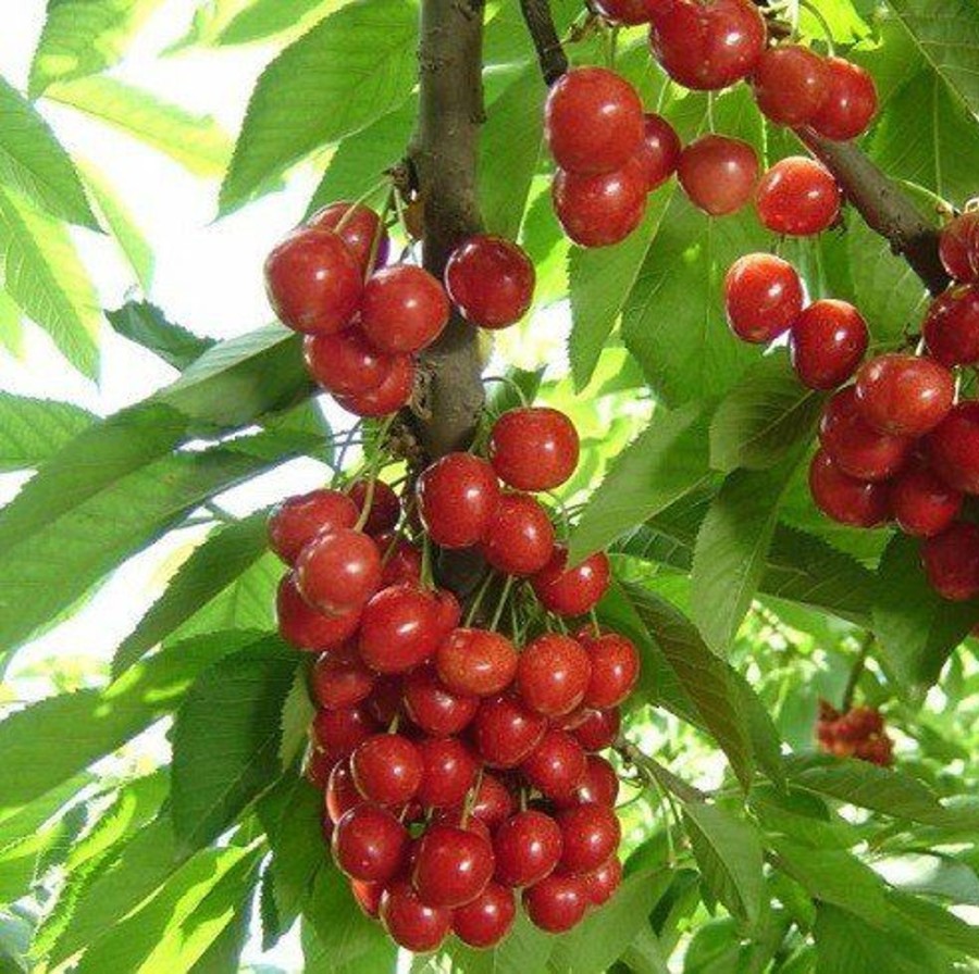 Naturaplaza Acerola Poeder Biologisch | Superfruits