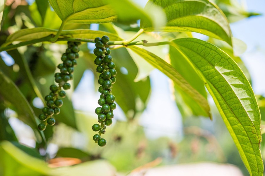 Naturaplaza Groene Peper Heel Biologisch | Pepers