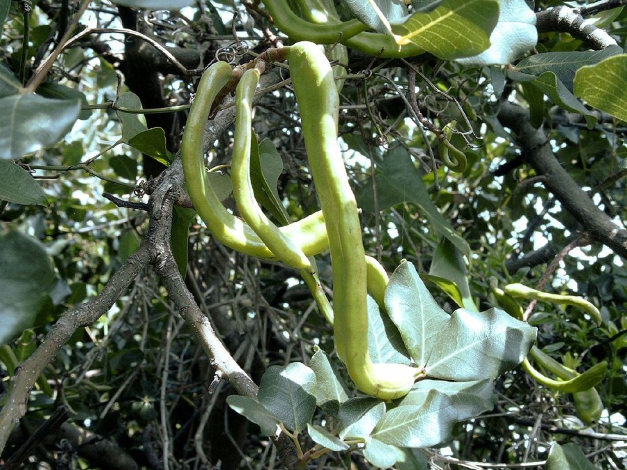 Naturaplaza Carob Poeder Biologisch | Cacao