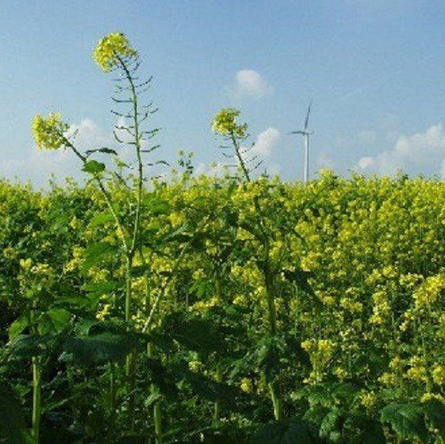 Naturaplaza Mosterdzaad Heel Bruin Sarepta Brassica Juncea Biologisch | Superseeds