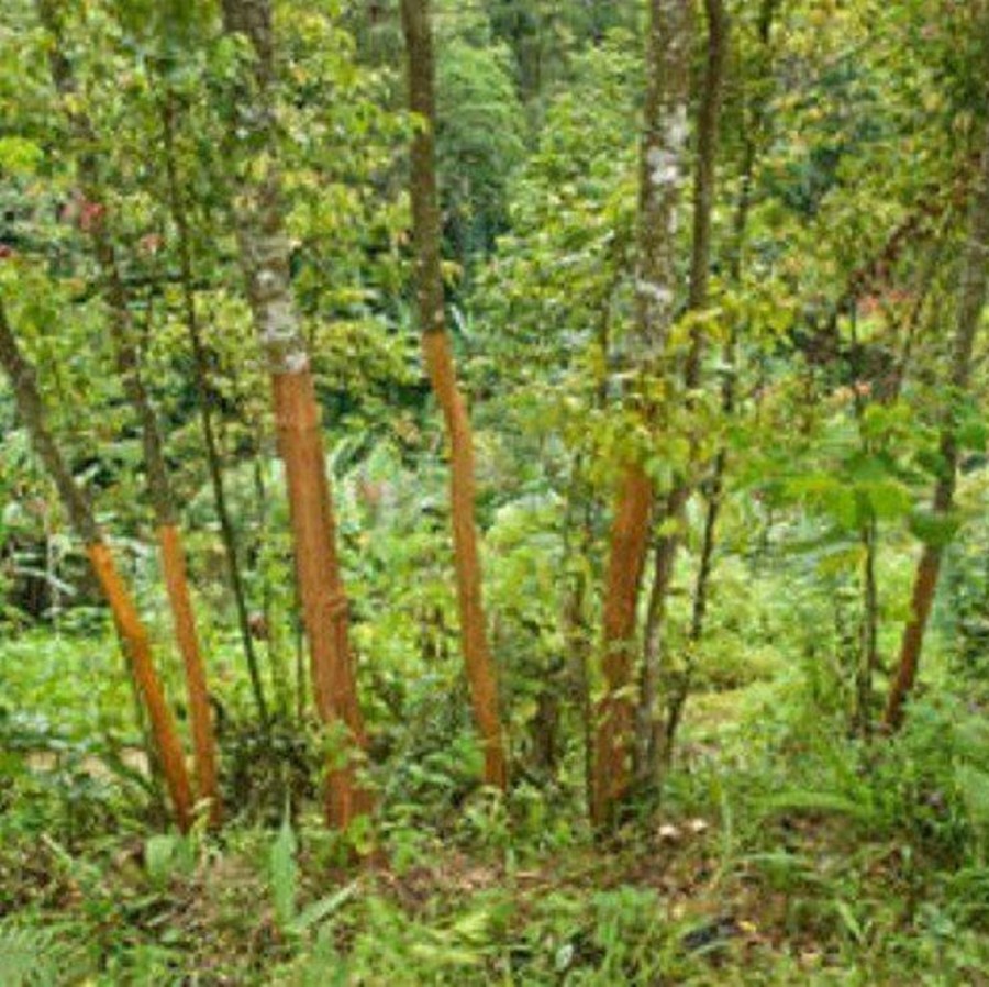 Naturaplaza Kaneel Poeder Ceylon Biologisch | Kaneel