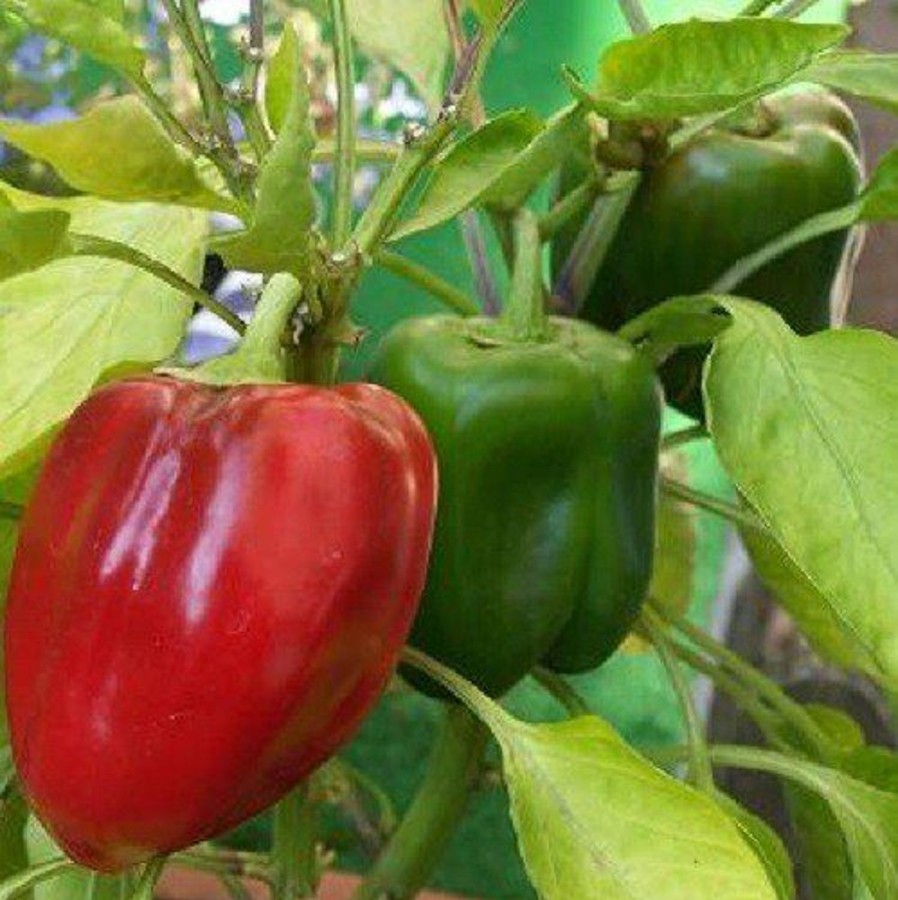 Naturaplaza Paprika Vlokken Groen 9 Mm Bio | Paprika