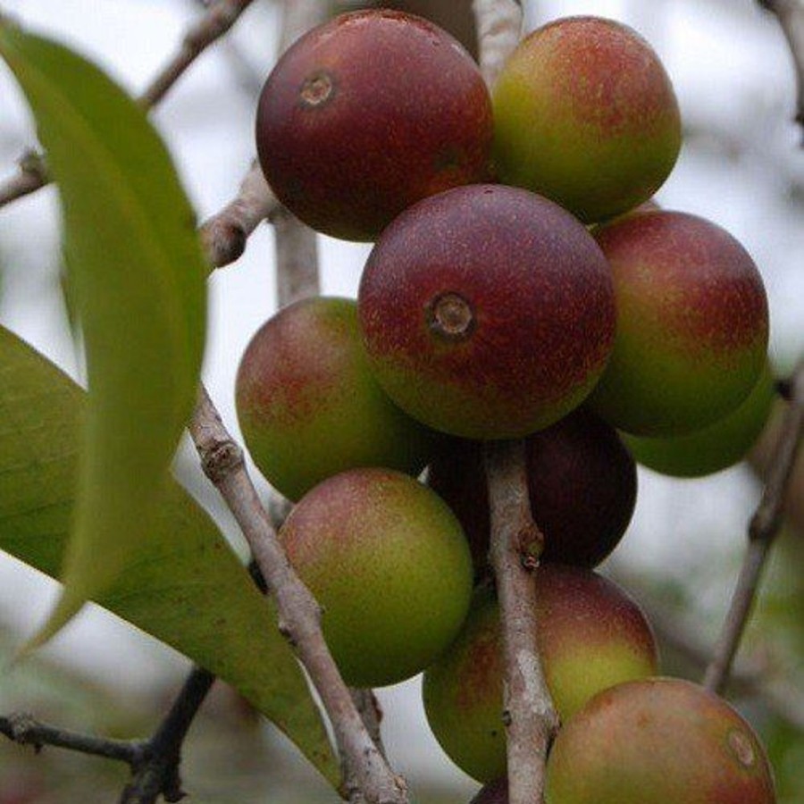 Naturaplaza Camu Camu Poeder Biologisch | Kruiden & Specerijen Gedroogd