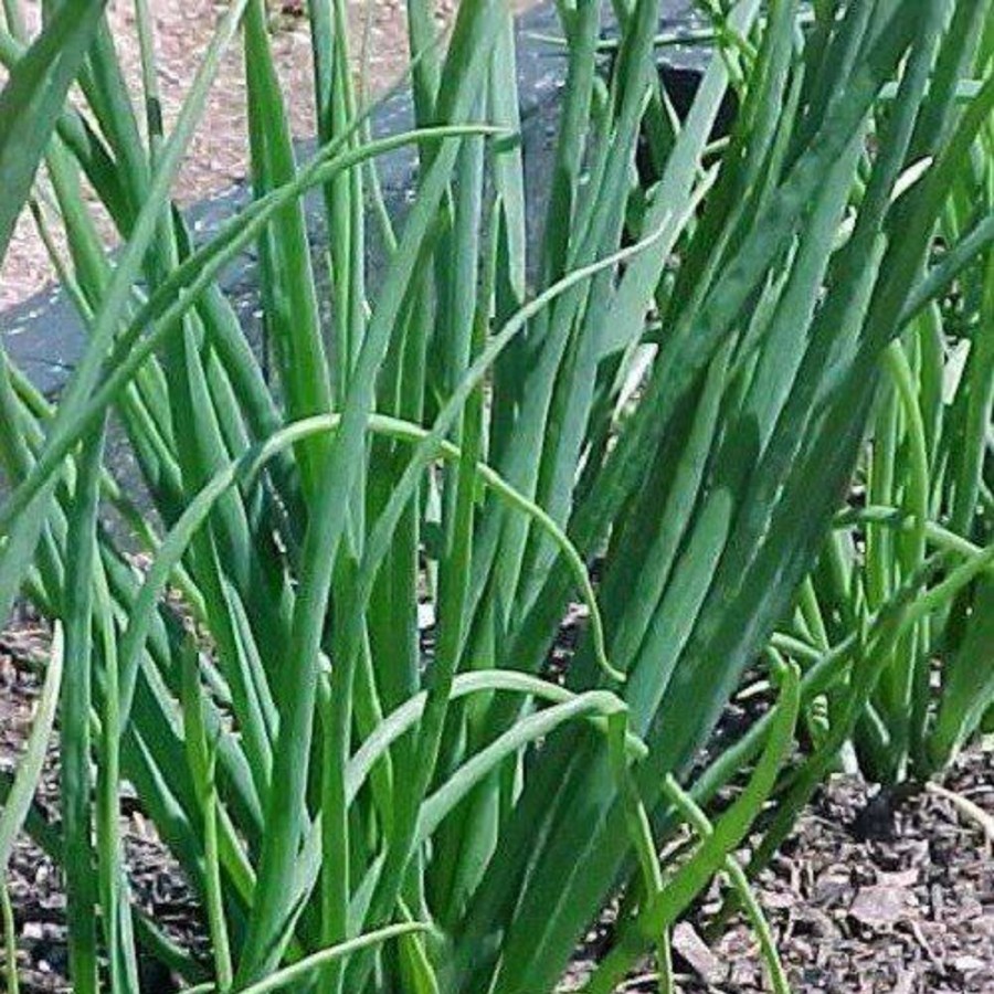 Naturaplaza Uien Gesneden 3-6 Mm Biologisch | Kruiden & Specerijen Gedroogd