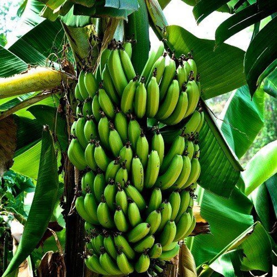 Naturaplaza Bananen Poeder Biologisch | Superfruits