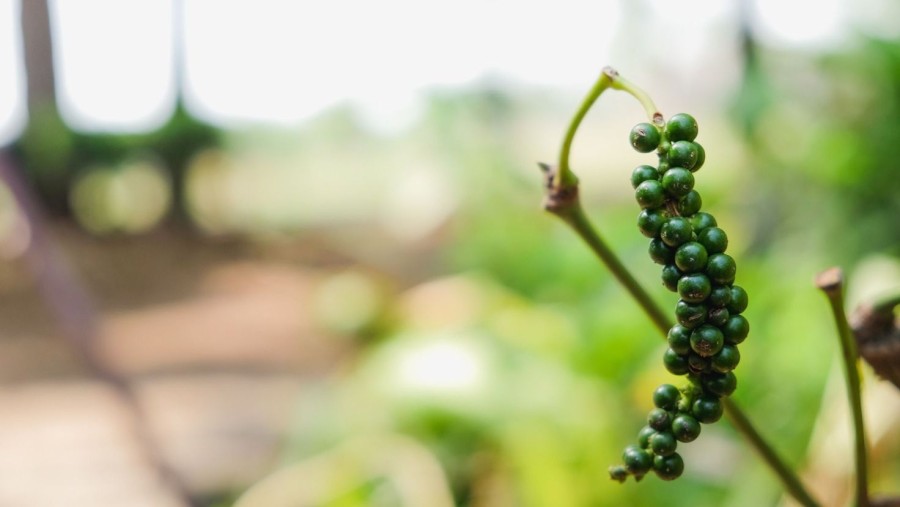 Naturaplaza Zwarte Peper Heel Biologisch | Pepers