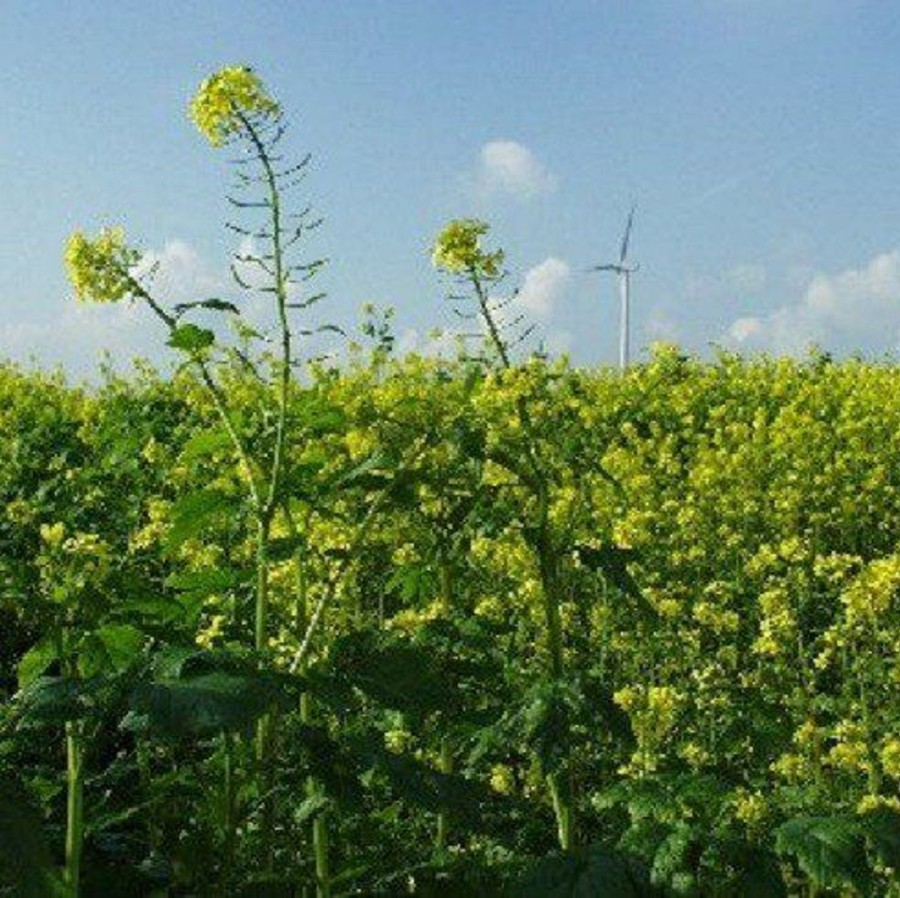 Naturaplaza Mosterdzaad Poeder Bruin Sarepta Brassica Juncea Biologisch | Superseeds