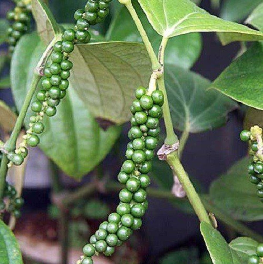 Naturaplaza Zwarte Peper Poeder Fijn Kiemarm Biologisch | Pepers