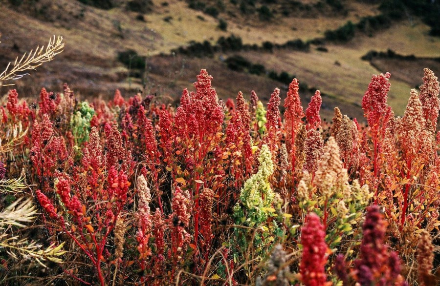 Naturaplaza Quinoa Mix (Rood, Wit En Zwart) Biologisch | Supersmoothie