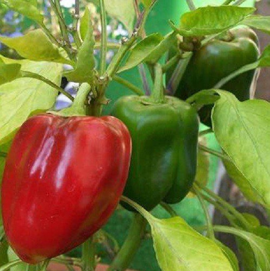 Naturaplaza Rode Paprika Edelzoet Poeder Fijn Kiemarm Biologisch | Paprika