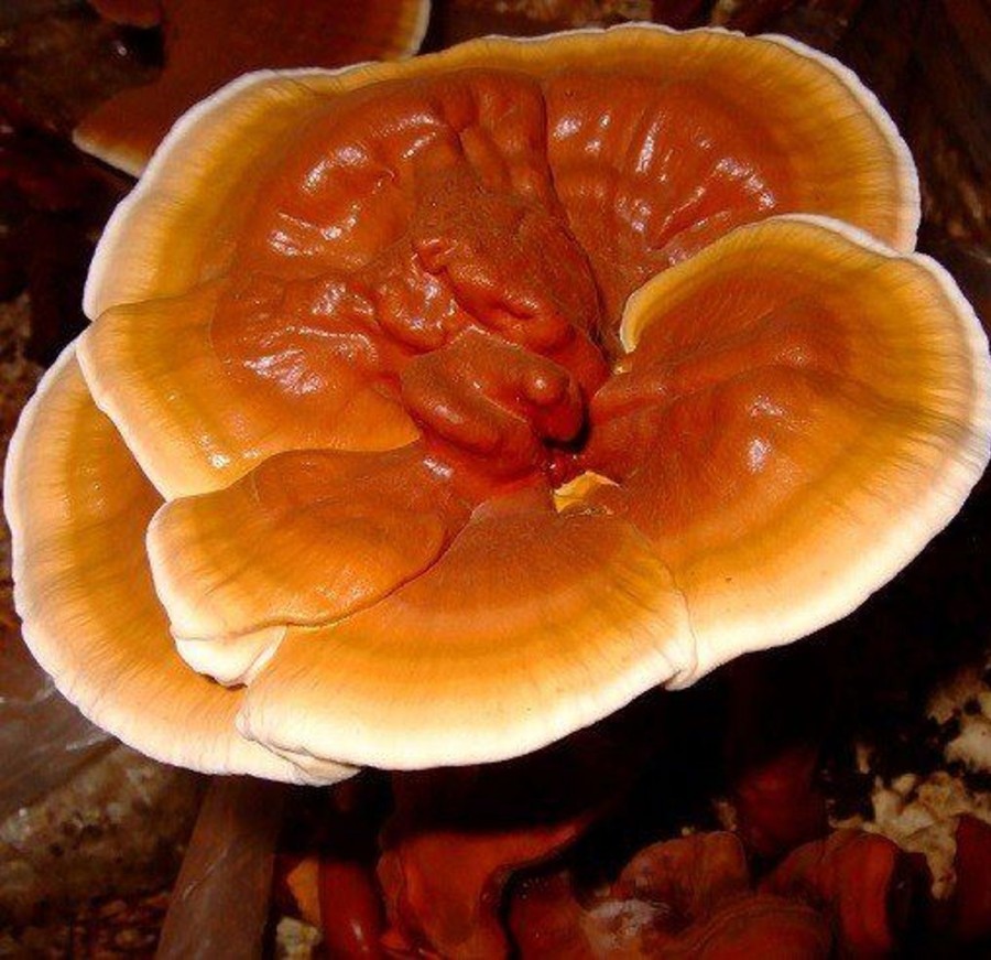 Naturaplaza Reishi Paddenstoel Poeder Biologisch | Supersmoothie