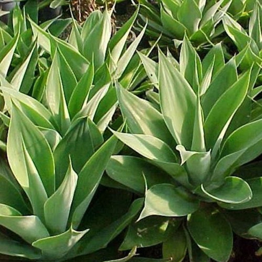 Naturaplaza Agave Poeder Inuline Biologisch | Supervezels