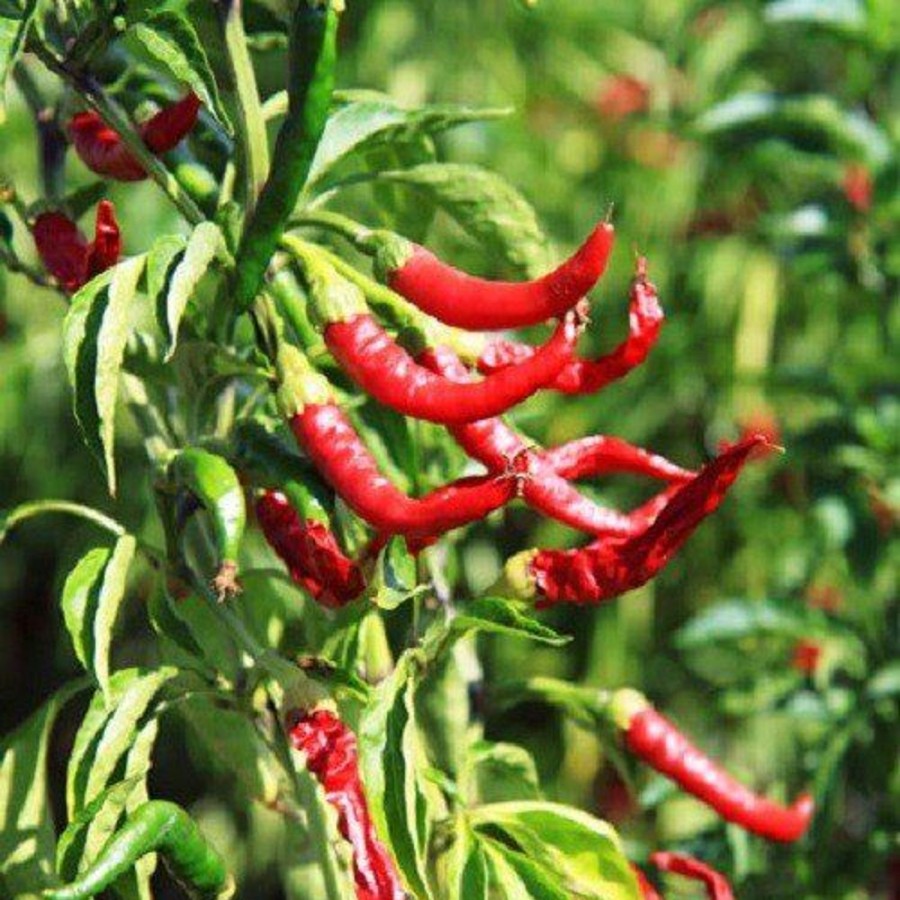 Naturaplaza Chili Poeder Medium 13.000 Shu Kiemarm Biologisch | Chili Poeder