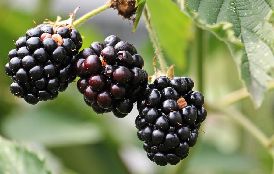 Naturaplaza Bramenpoeder Gevriesdroogd Biologisch | Superfruits