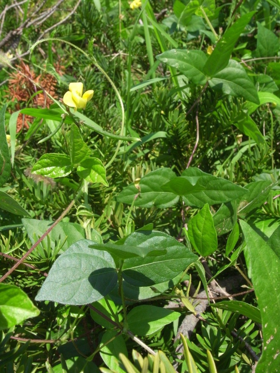 Naturaplaza Adukibonen Heel Biologisch | Bio Preppers