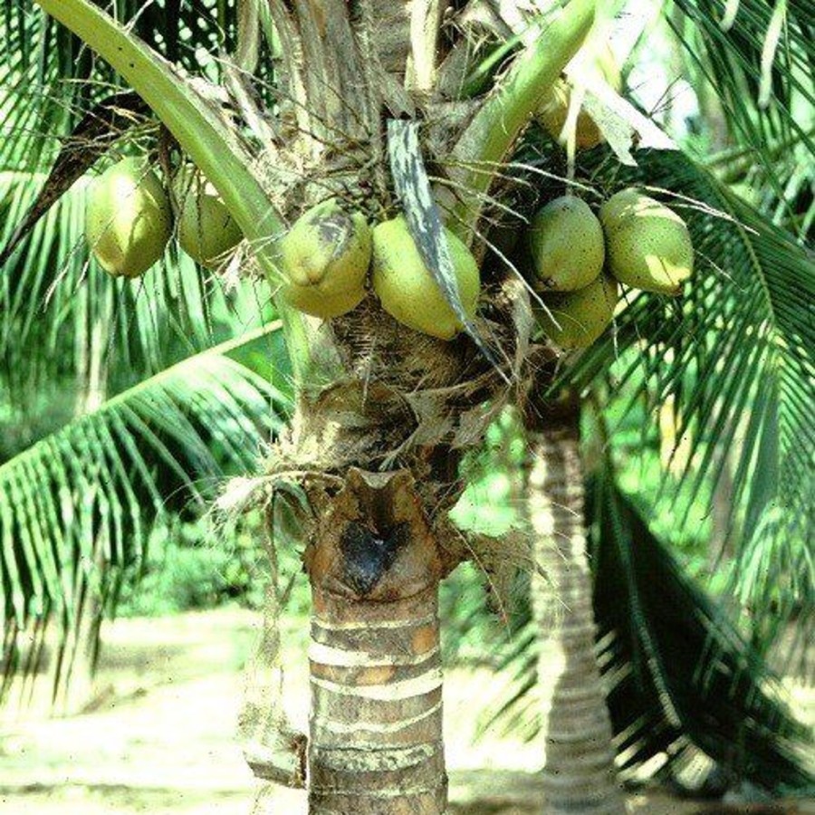 Naturaplaza Kokos Vlokken Medium Biologisch | Superfruits