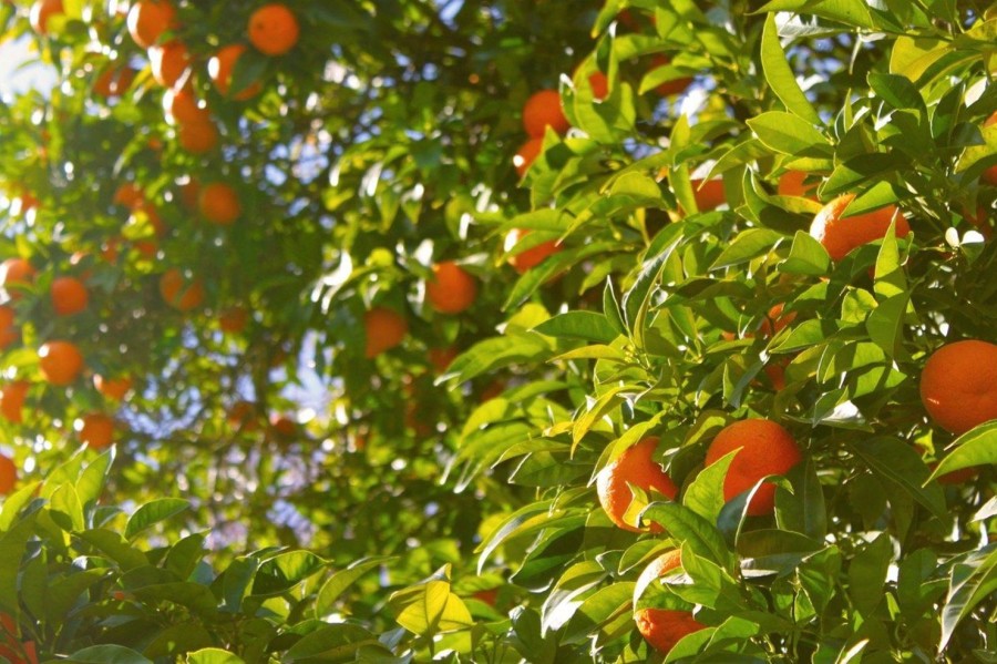 Naturaplaza Sinaasappelschillen Gemalen Biologisch | Superfruits