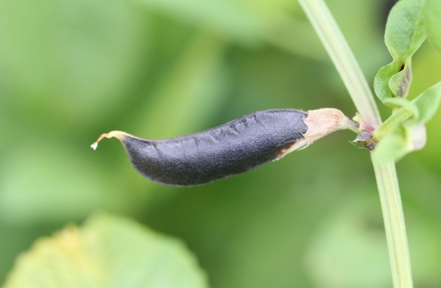 Naturaplaza Zwarte Bonen Heel Biologisch | Bio Preppers