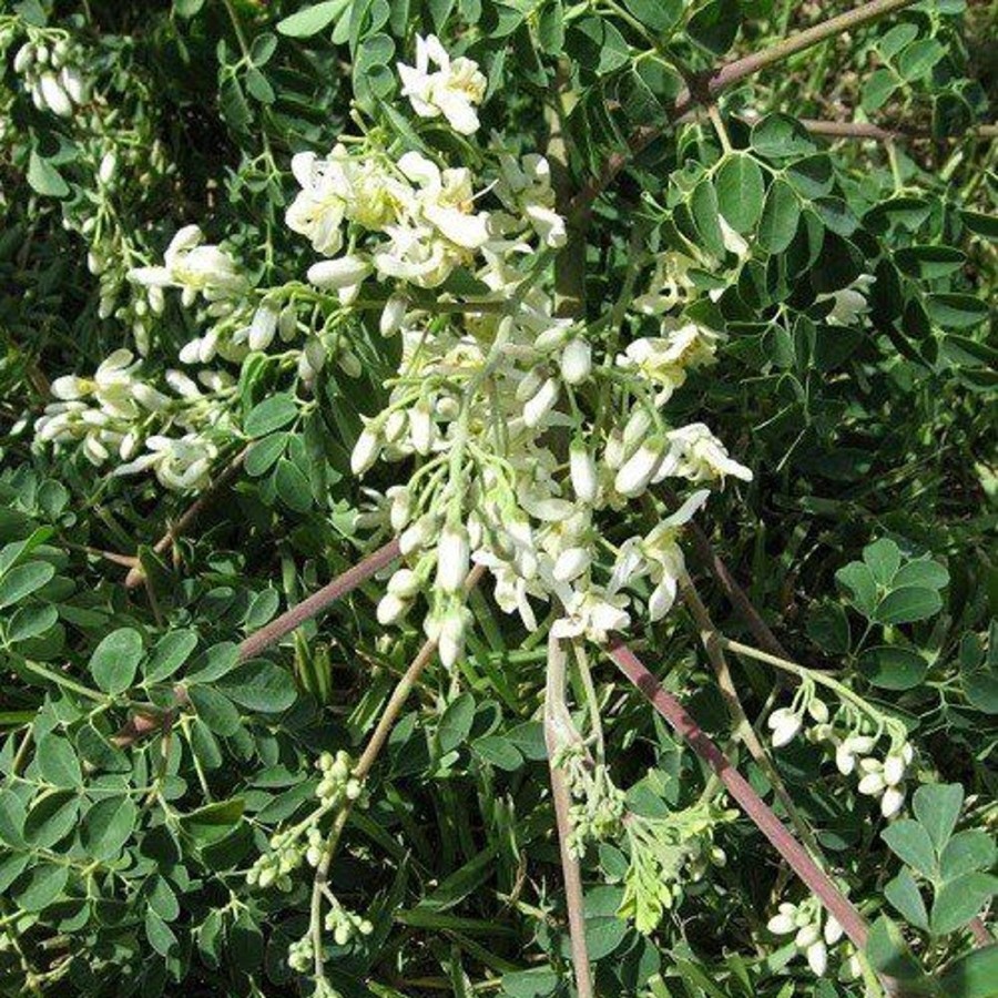 Naturaplaza Moringa Poeder Biologisch | Ayurvedische Kruiden