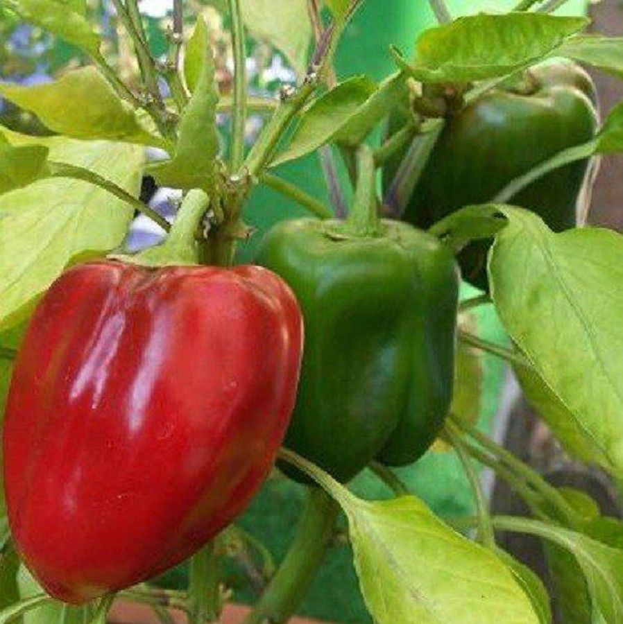 Naturaplaza Paprika Vlokken Rood-Groen 9 Mm Biologisch | Paprika