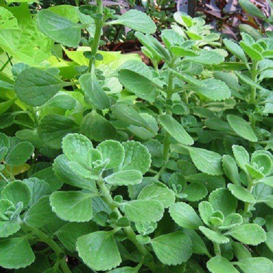 Naturaplaza Oregano Poeder Kiemarm Biologisch | Mediterrane Kruiden