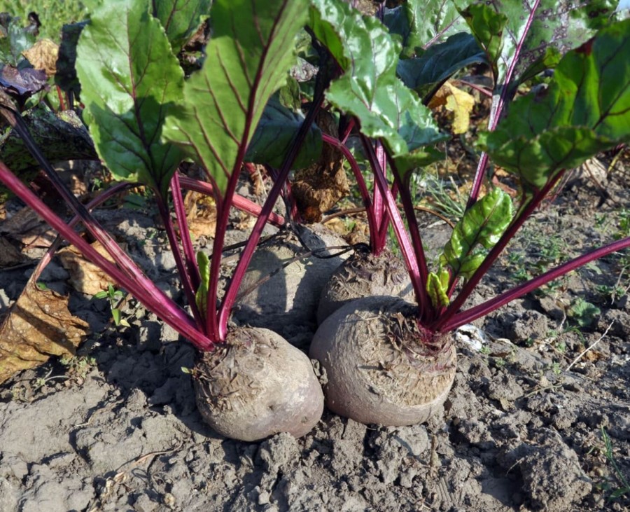 Naturaplaza Rode Bieten Fijngesneden Biologisch | Supergreens